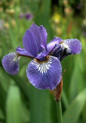 Irises are old garden favorites. Irises are old garden favorites.