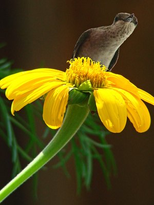More than 300 species of hummingbirds populate the Earth. More than 300 species of hummingbirds populate the Earth.