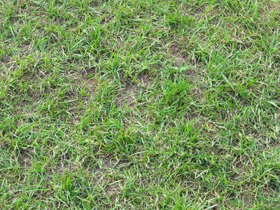 Sparse grass is vulnerable to weeds and disease. Sparse grass is vulnerable to weeds and disease.