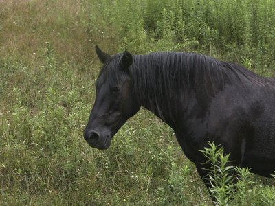 Lameness occurs when a horse has a hoof abscess. Lameness occurs when a horse has a hoof abscess.