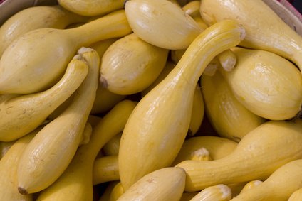 Butternut squash is available in the early fall and winter. Butternut squash is available in the early fall and winter.