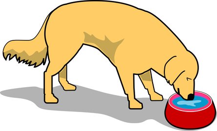 What are the benefits of feeding your dog twice a day? What are the benefits of feeding your dog twice a day?