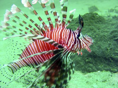 Lion fish are popular selections for saltwater tanks. Lion fish are popular selections for saltwater tanks.