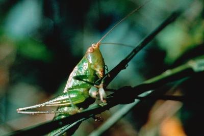 grasshopper grasshopper