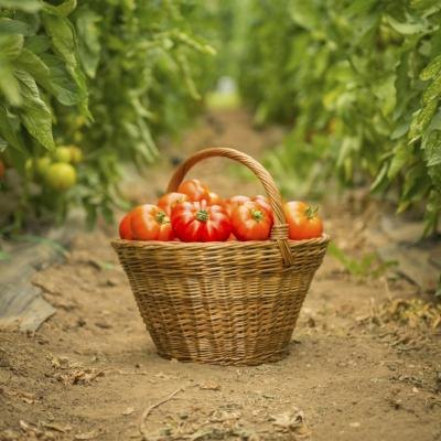 Basket of ripe tomatoes Basket of ripe tomatoes