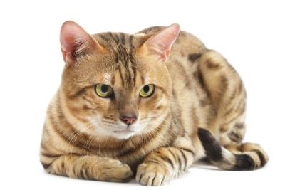 Healthy cat. Healthy cat.