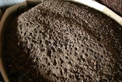 Cocoa beans grow in equatorial regions of the world. Cocoa beans grow in equatorial regions of the world.