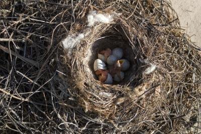 A high-angle view of a nest with baby birds in it. A high-angle view of a nest with baby birds in it.