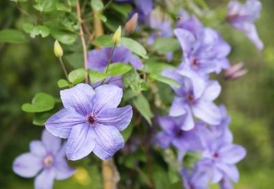 The blooms of a purple clematis plant. The blooms of a purple clematis plant.