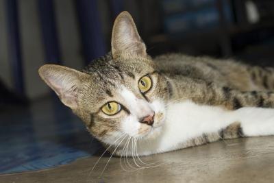 A cat with a broken leg must go to the vet. A cat with a broken leg must go to the vet.