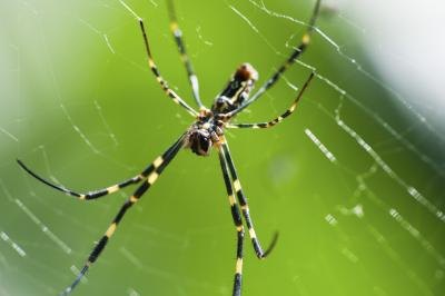 Are Black & Yellow Garden Spiders Dangerous? Are Black & Yellow Garden Spiders Dangerous?