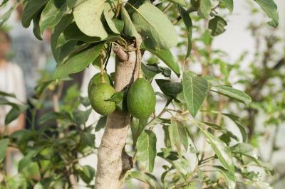 Avacado tree Avacado tree