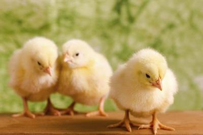 Homemade chicken incubators can be used to hatch eggs. Homemade chicken incubators can be used to hatch eggs.