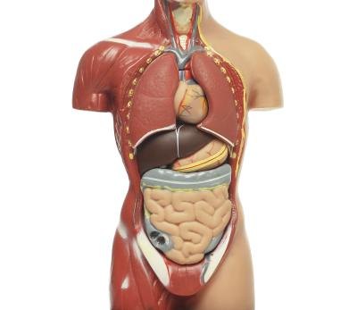 Anatomical model of human body Anatomical model of human body