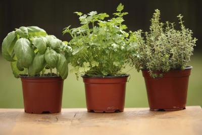 Most of the basic cooking herbs are safe -- or even beneficial -- for dogs. Most of the basic cooking herbs are safe -- or even beneficial -- for dogs.