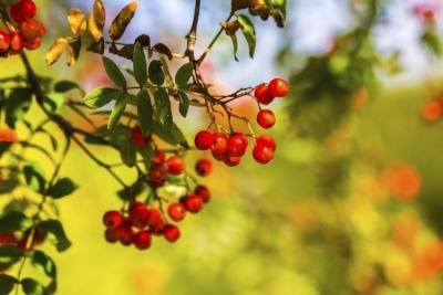 Learning about wild berries could save your life in a survival situation. Learning about wild berries could save your life in a survival situation.
