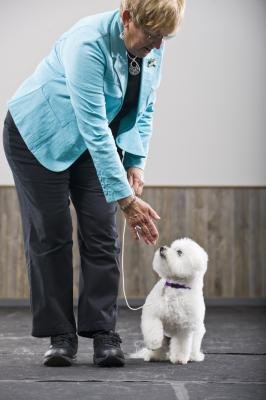 Training a Bichon-Yorkie is similar to training either a Bichon or a Yorkie. Training a Bichon-Yorkie is similar to training either a Bichon or a Yorkie.