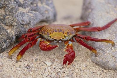 Crabs and other marine animals get their red pigment from Astaxanthin. Crabs and other marine animals get their red pigment from Astaxanthin.