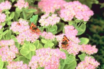 Autumn Joy sedum presents broad, flat clusters of pink flowers. Autumn Joy sedum presents broad, flat clusters of pink flowers.
