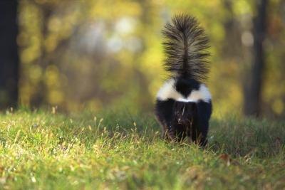 Skunks in a yard can put your safety in harm's way if they bite or spray. Skunks in a yard can put your safety in harm's way if they bite or spray.