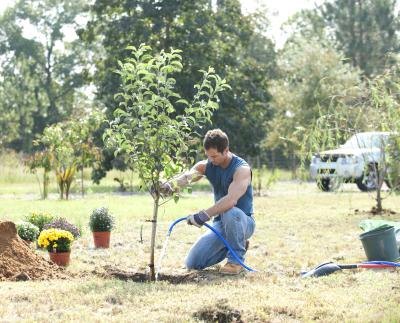 Landscaping doesn't have to be grandiose. Landscaping doesn't have to be grandiose.