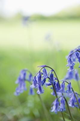 Bluebells are only one of the hardy perennials that grow in Missouri. Bluebells are only one of the hardy perennials that grow in Missouri.