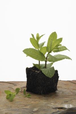 Mint can be invasive and spread rapidly in the home garden. Mint can be invasive and spread rapidly in the home garden.