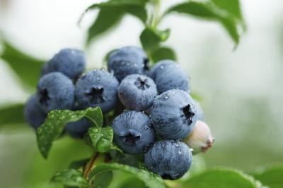 Breakfast is just steps away with backyard blueberries. Breakfast is just steps away with backyard blueberries.