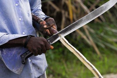 A man cuts a sugar cane stalk with a knife. A man cuts a sugar cane stalk with a knife.