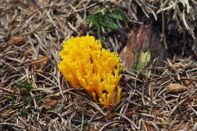 Yellow coral mushrooms. Yellow coral mushrooms.