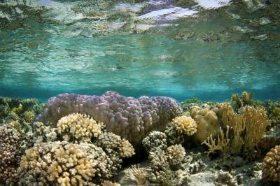 The beauty of a coral reef belies the dangers. The beauty of a coral reef belies the dangers.