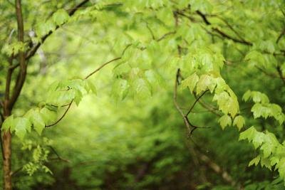 In higher elevations in the southeast, acid rain and deposition have killed off spruce-fir forests on mountaintops. In higher elevations in the southeast, acid rain and deposition have killed off spruce-fir forests on mountaintops.