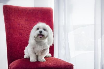 maltese dog maltese dog