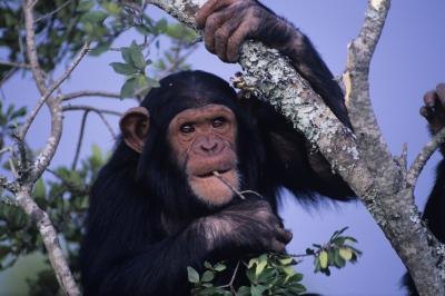 chimps rely on their habitat for food chimps rely on their habitat for food