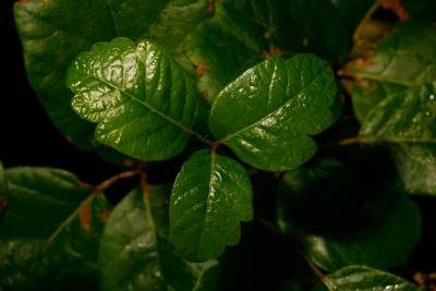 Poison Oak Poison Oak
