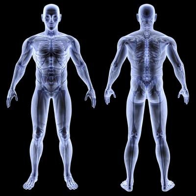 Front and back 3D rendering of the human body. Front and back 3D rendering of the human body.