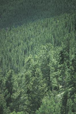 Hunter green is the color of a deep pine forest. Hunter green is the color of a deep pine forest.