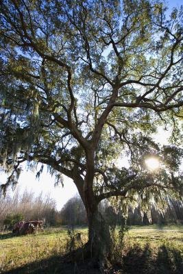 Truffles can often be found in the shade of oak trees. Truffles can often be found in the shade of oak trees.