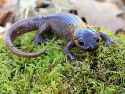 amphibians like the salamander are able to walk on land amphibians like the salamander are able to walk on land