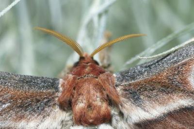 Moth Moth
