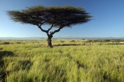 The acacia tree's adaptations allow it to survive in the tropical savanna. The acacia tree's adaptations allow it to survive in the tropical savanna.