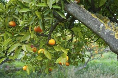 Sooty mold may grow on your citrus trees. Sooty mold may grow on your citrus trees.