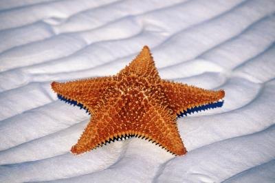 A starfish lying on the sand. A starfish lying on the sand.