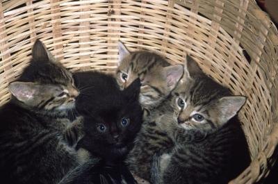Cats can get pregnant as soon as 48 hours after delivering. Cats can get pregnant as soon as 48 hours after delivering.