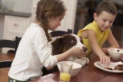 Dog trying to eat children's food Dog trying to eat children's food