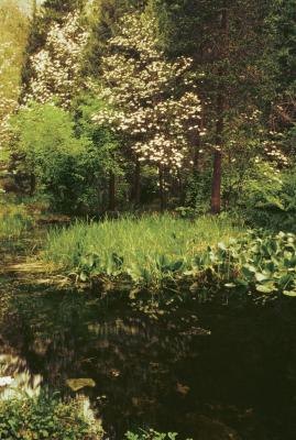 Dogwoods thrive under the protection of a canopy of trees. Dogwoods thrive under the protection of a canopy of trees.