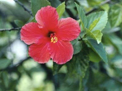Hibiscus tea has many benefits. Hibiscus tea has many benefits.