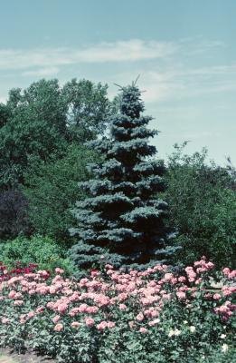 Blue spruces are favorable hosts for many fungal species. Blue spruces are favorable hosts for many fungal species.