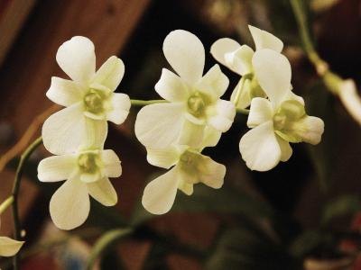 White orchids flowers. White orchids flowers.