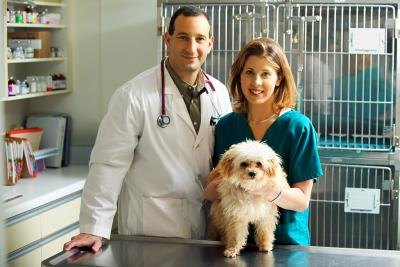 Pet groomers maintain the coats of long-haired dog breeds. Pet groomers maintain the coats of long-haired dog breeds.